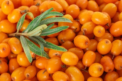 Photo of Ripe sea buckthorn berries with leaves as background, closeup