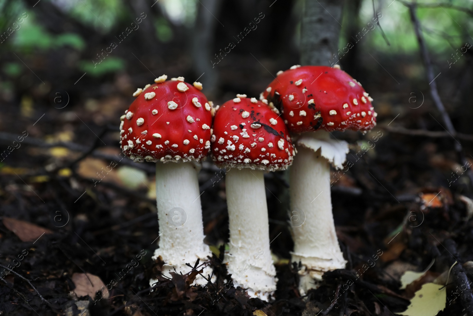 Photo of Fresh wild mushrooms growing in forest, closeup