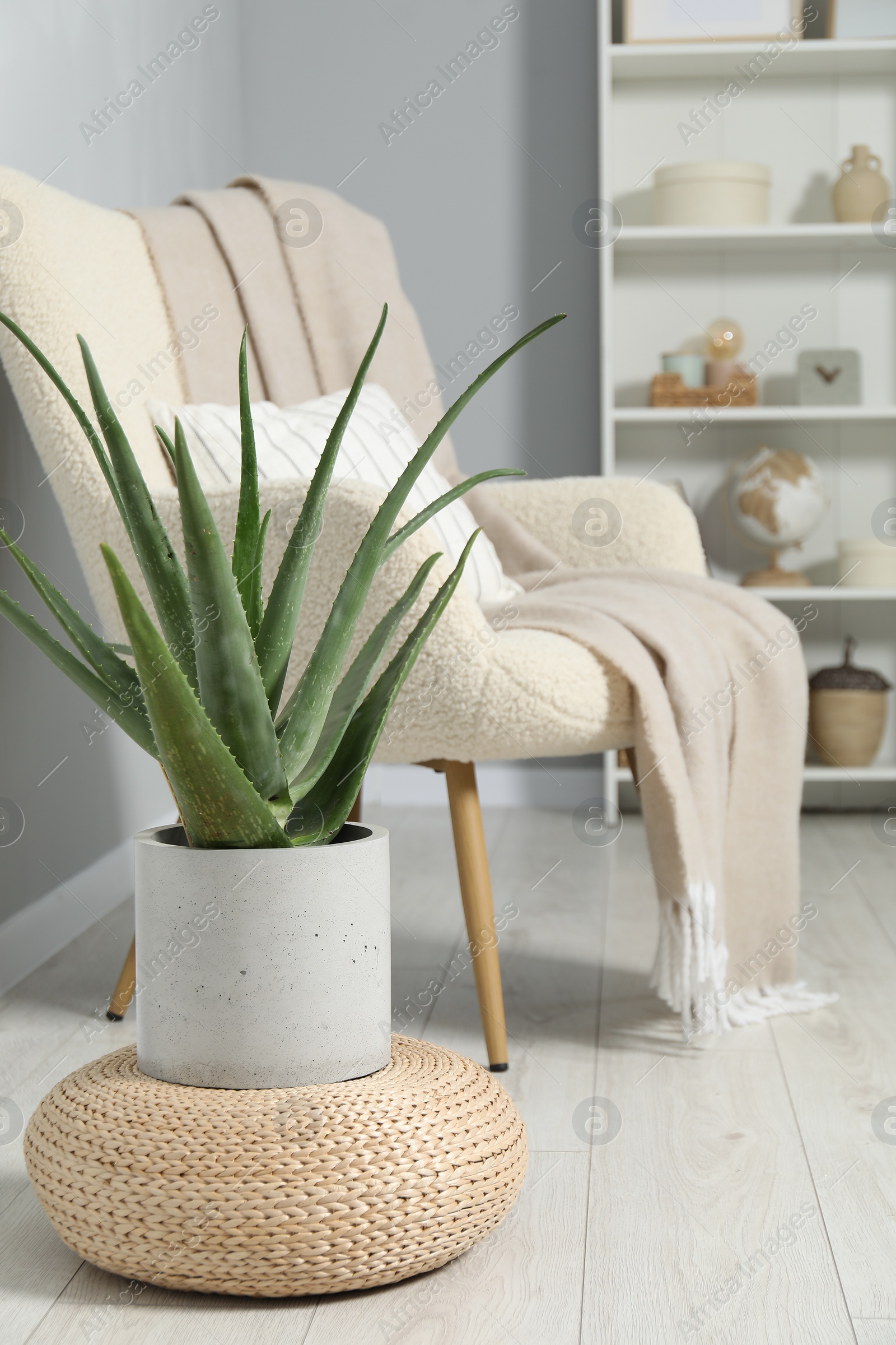 Photo of Beautiful potted aloe vera plant in room