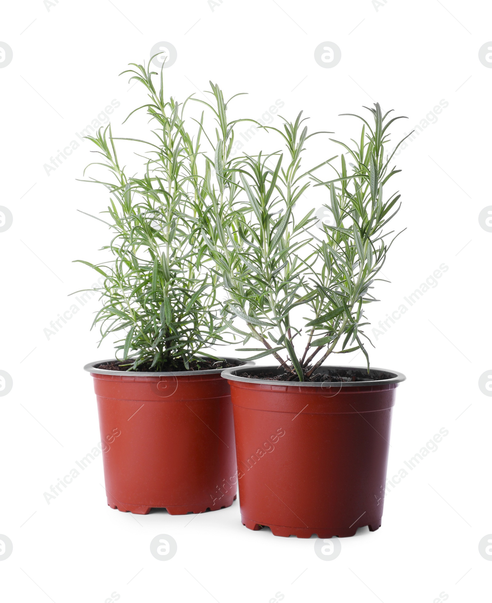 Photo of Aromatic green potted rosemary on white background