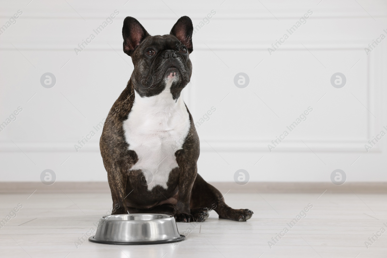 Photo of Adorable French Bulldog near bowl indoors. Lovely pet