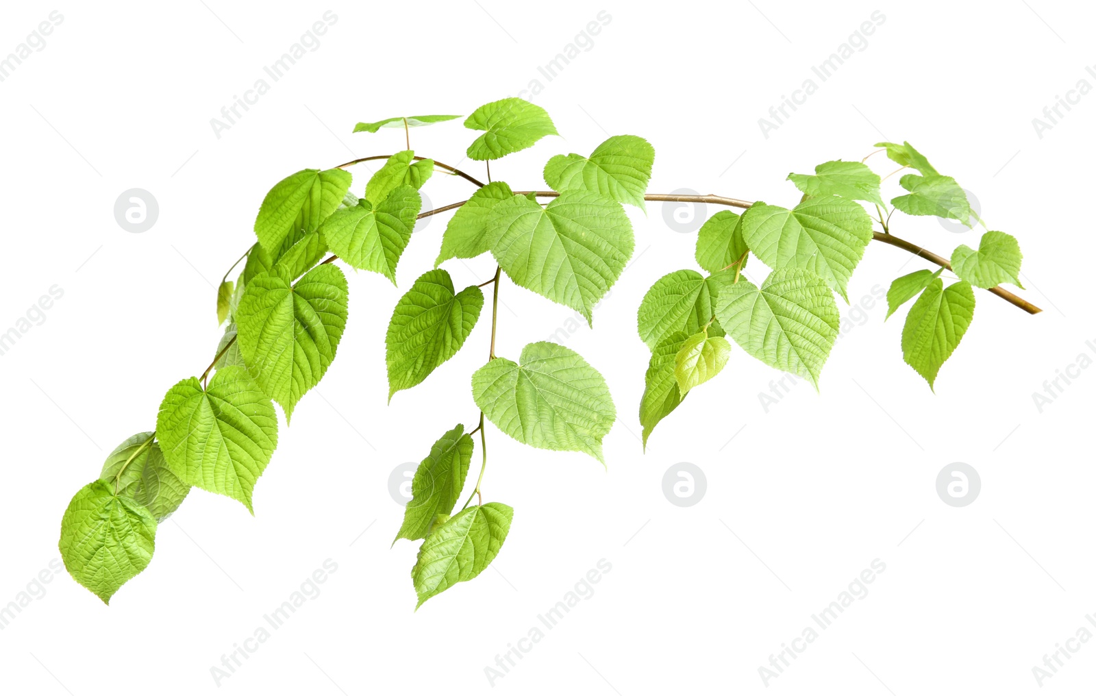 Photo of Branch of linden tree with young fresh green leaves isolated on white. Spring season