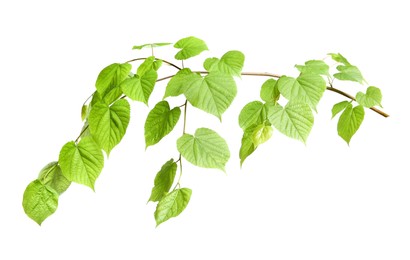 Photo of Branch of linden tree with young fresh green leaves isolated on white. Spring season