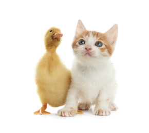 Photo of Fluffy baby duckling and cute kitten together on white background