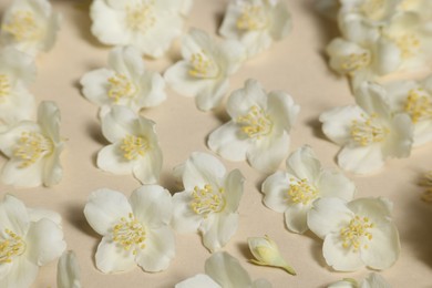 Photo of Many aromatic jasmine flowers on beige background, above view