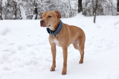 Photo of Cute ginger dog in snowy forest on winter day