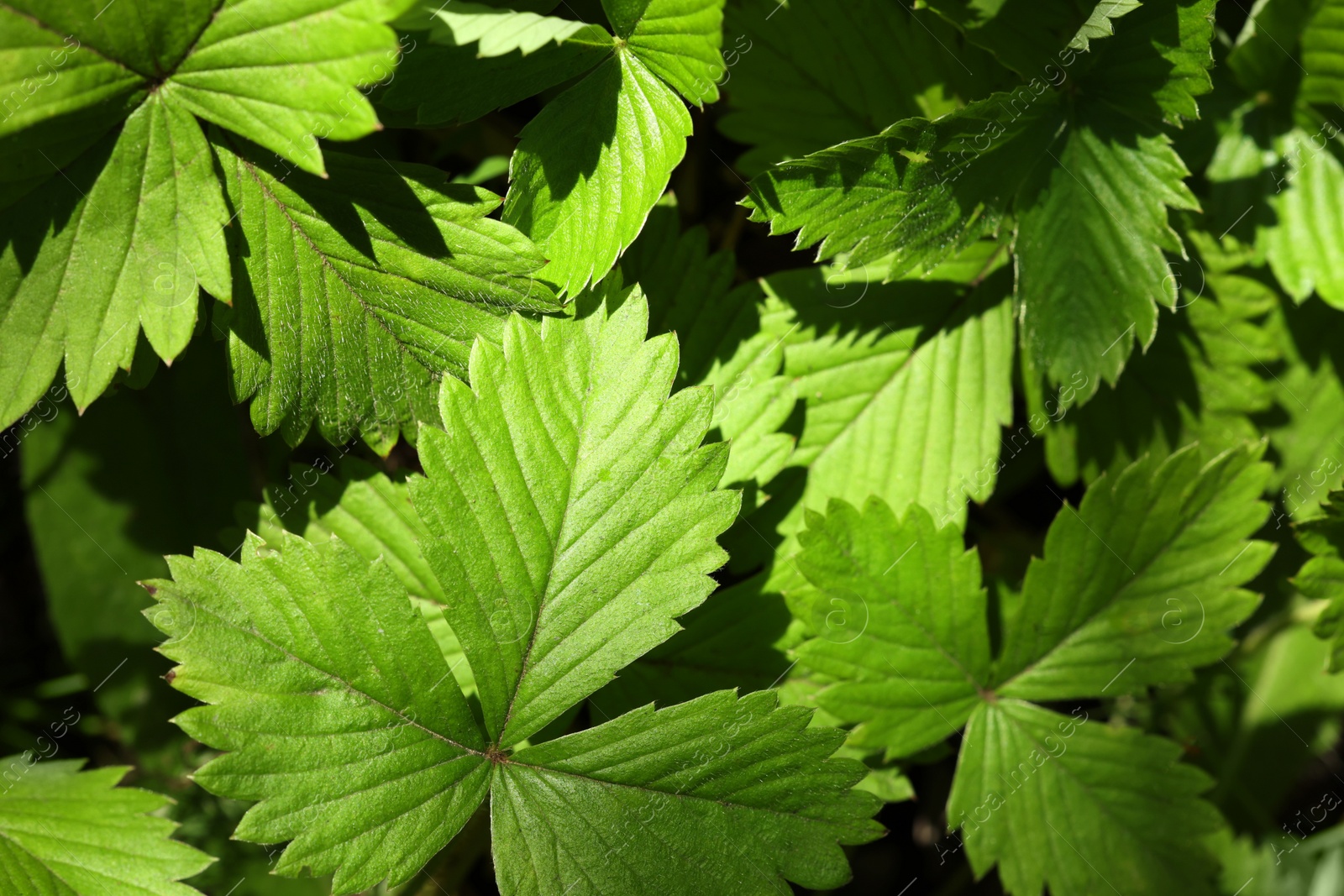 Photo of Many wild strawberry leaves as background, closeup