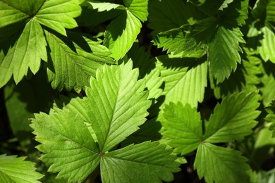 Many wild strawberry leaves as background, closeup