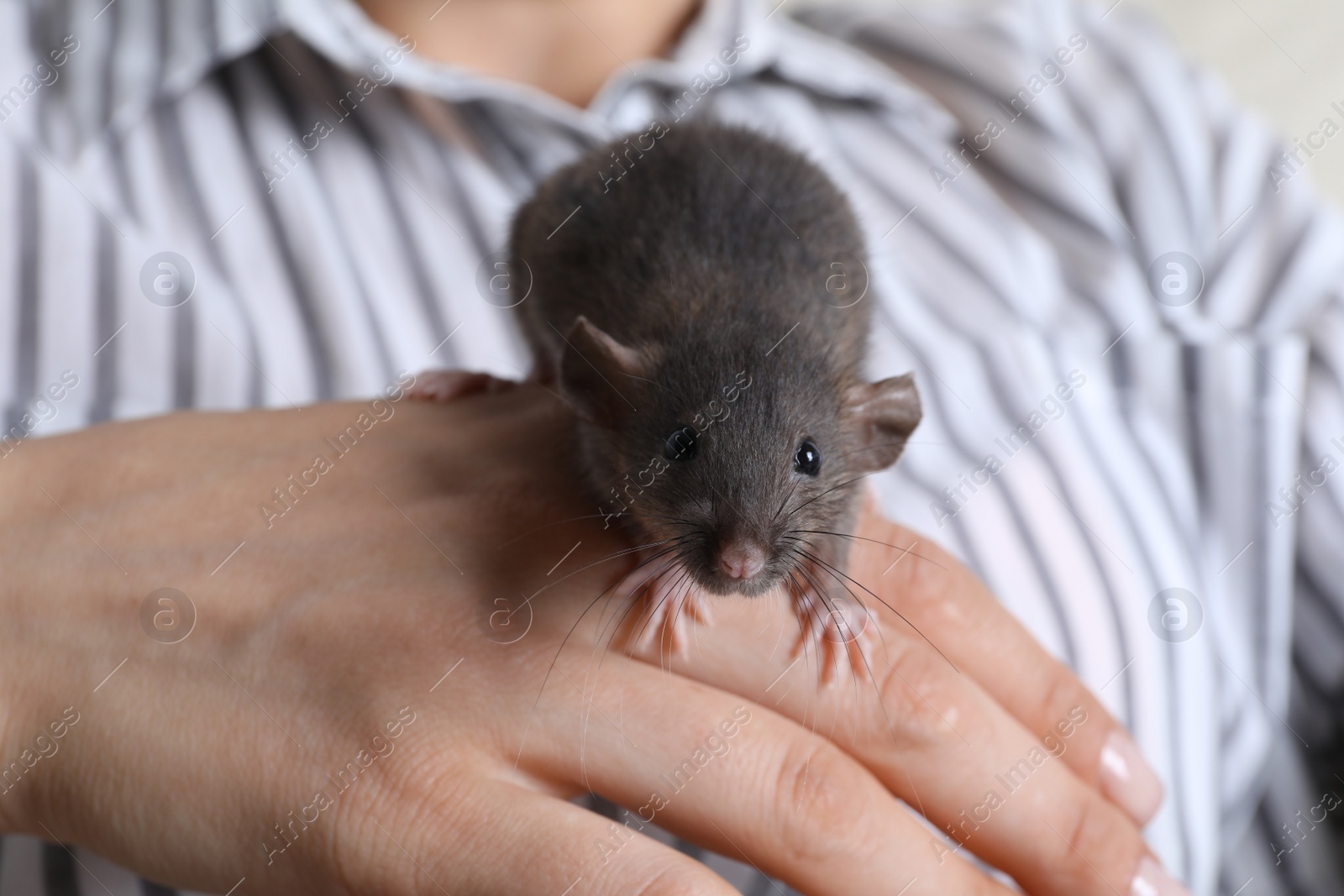 Photo of Woman holding cute small rat, closeup view