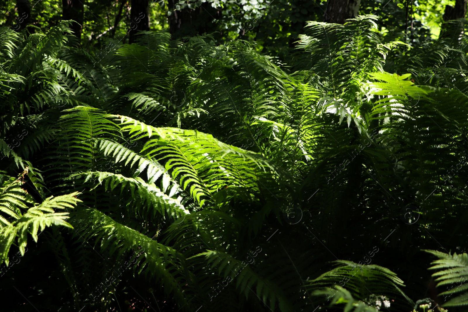 Photo of Beautiful fern with lush green leaves growing outdoors