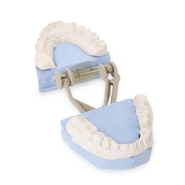 Photo of Dental model with gums isolated on white. Cast of teeth