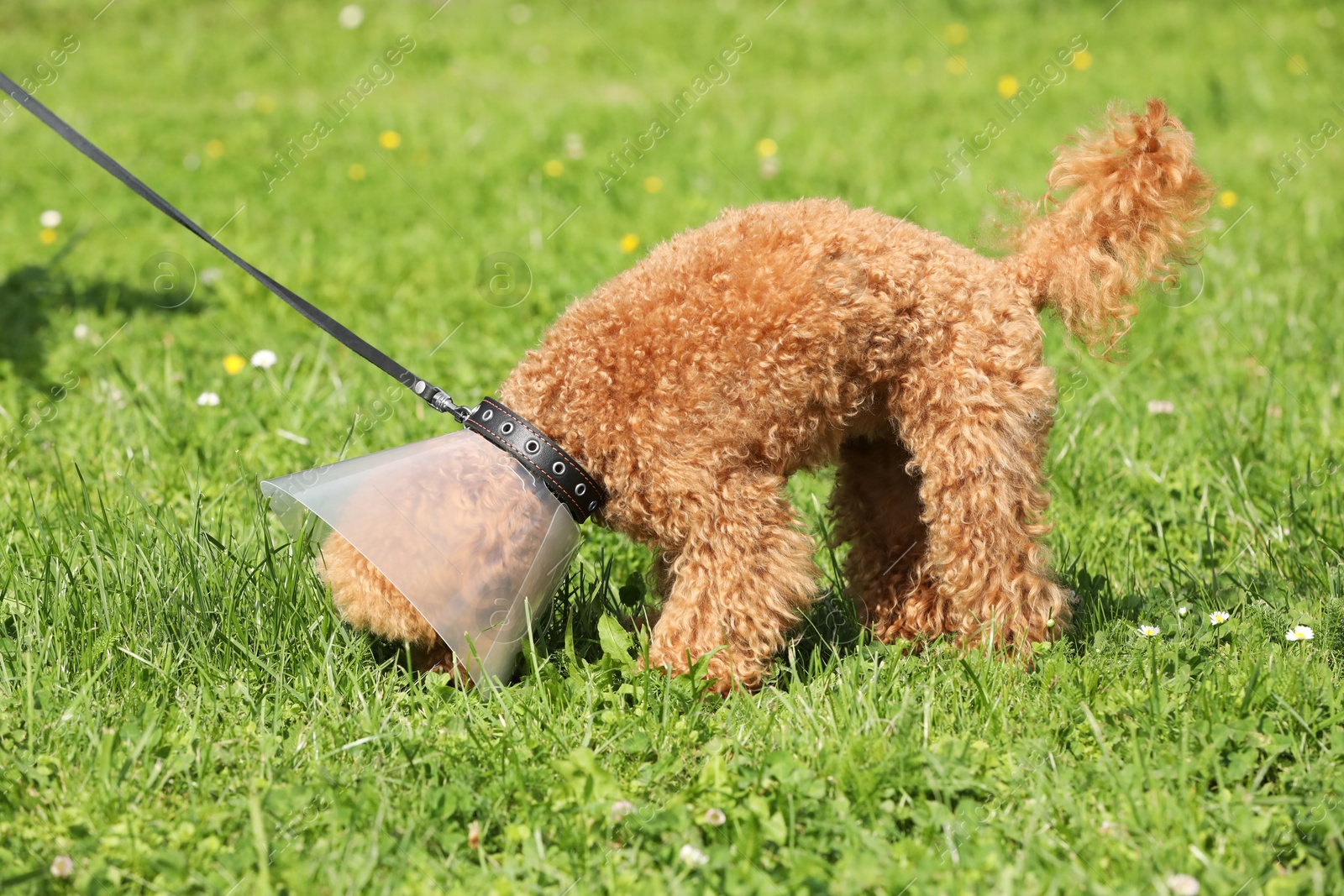 Photo of Cute Maltipoo dog with Elizabethan collar on green grass outdoors