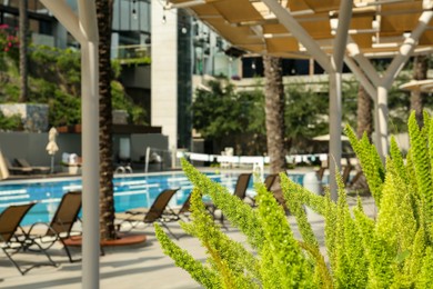 Photo of Sunbeds near swimming pool at luxury resort, focus on green plant