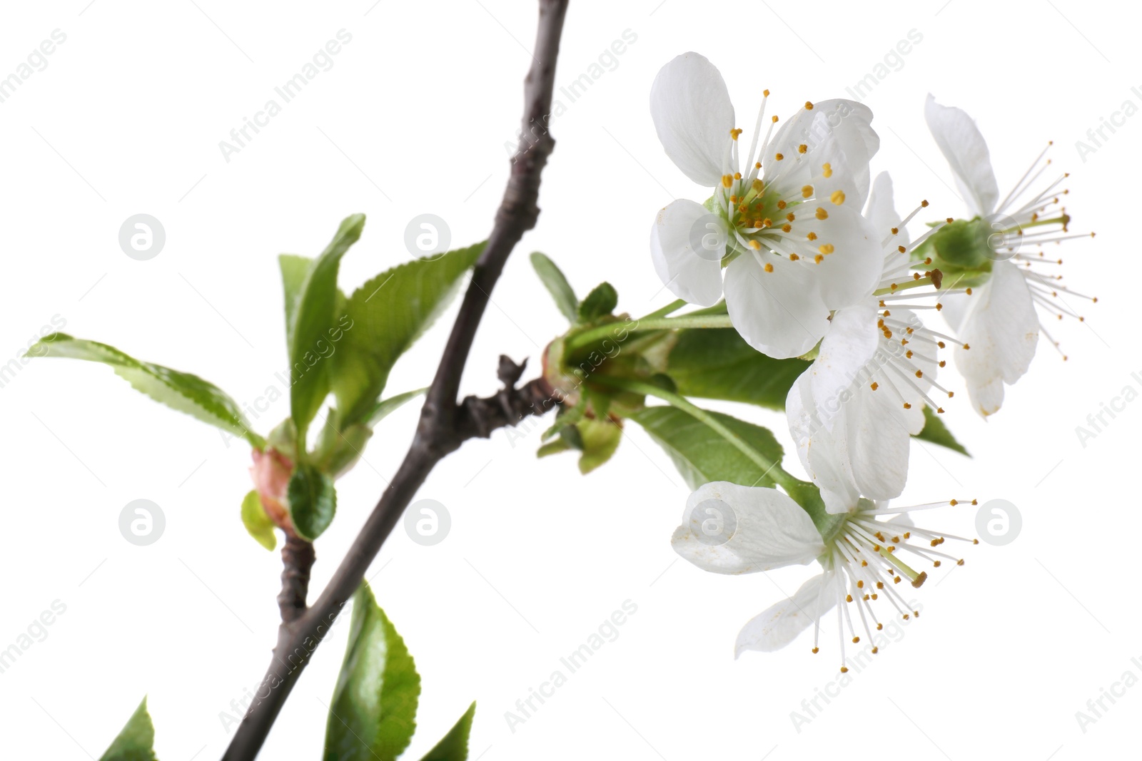 Photo of Spring branch with beautiful blossoms and leaves isolated on white