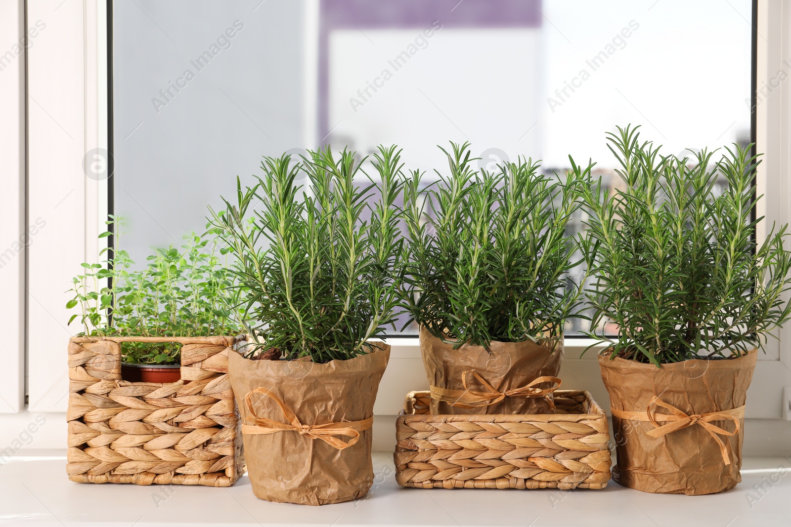 Photo of Aromatic green rosemary in pots on windowsill