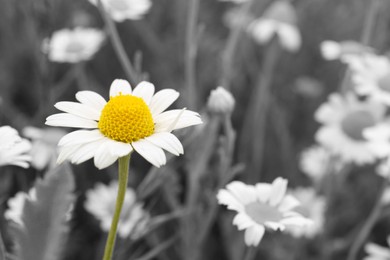 Image of Beautiful chamomile flowers growing in field, closeup. Black and white tone with selective color effect