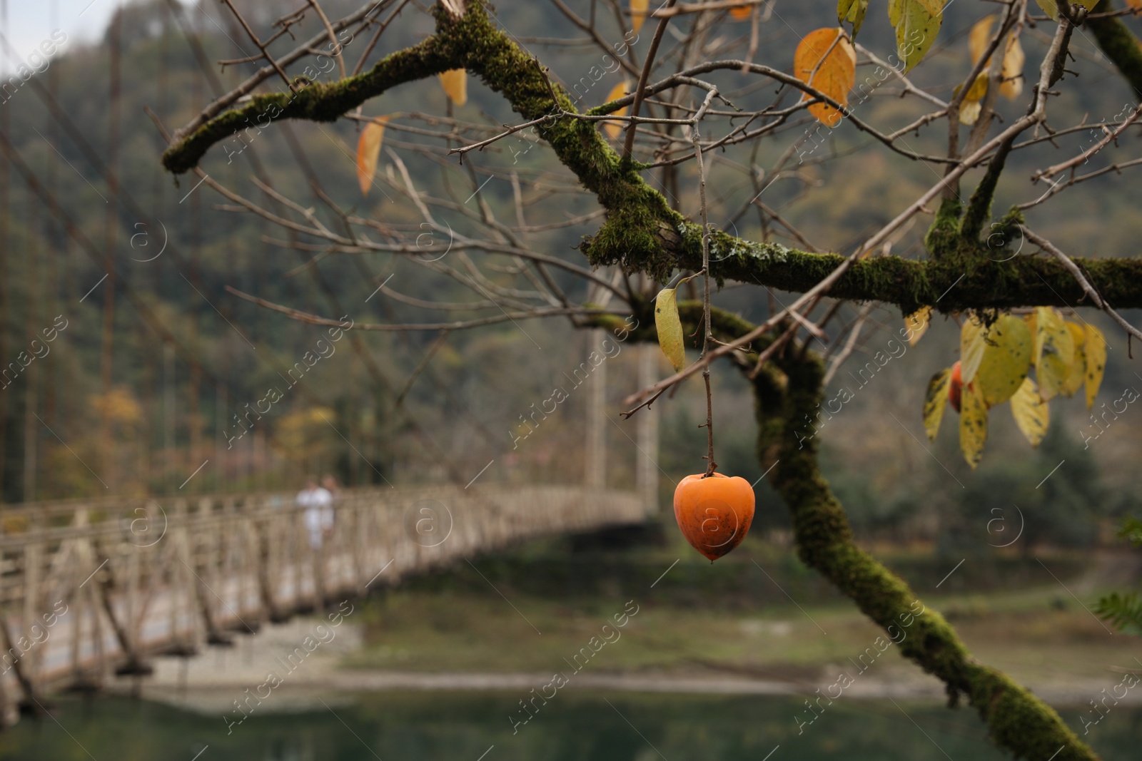 Photo of Ripe persimmon growing on tree near river. Space for text