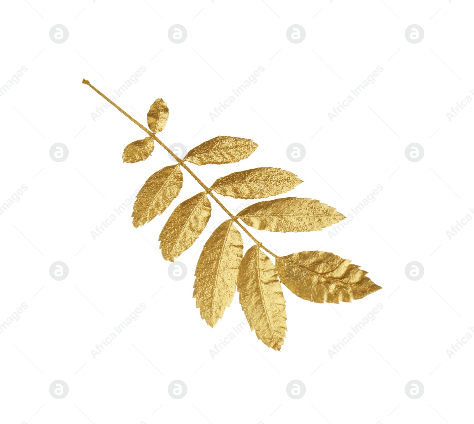 Photo of Twig of golden rowan leaves isolated on white. Autumn season