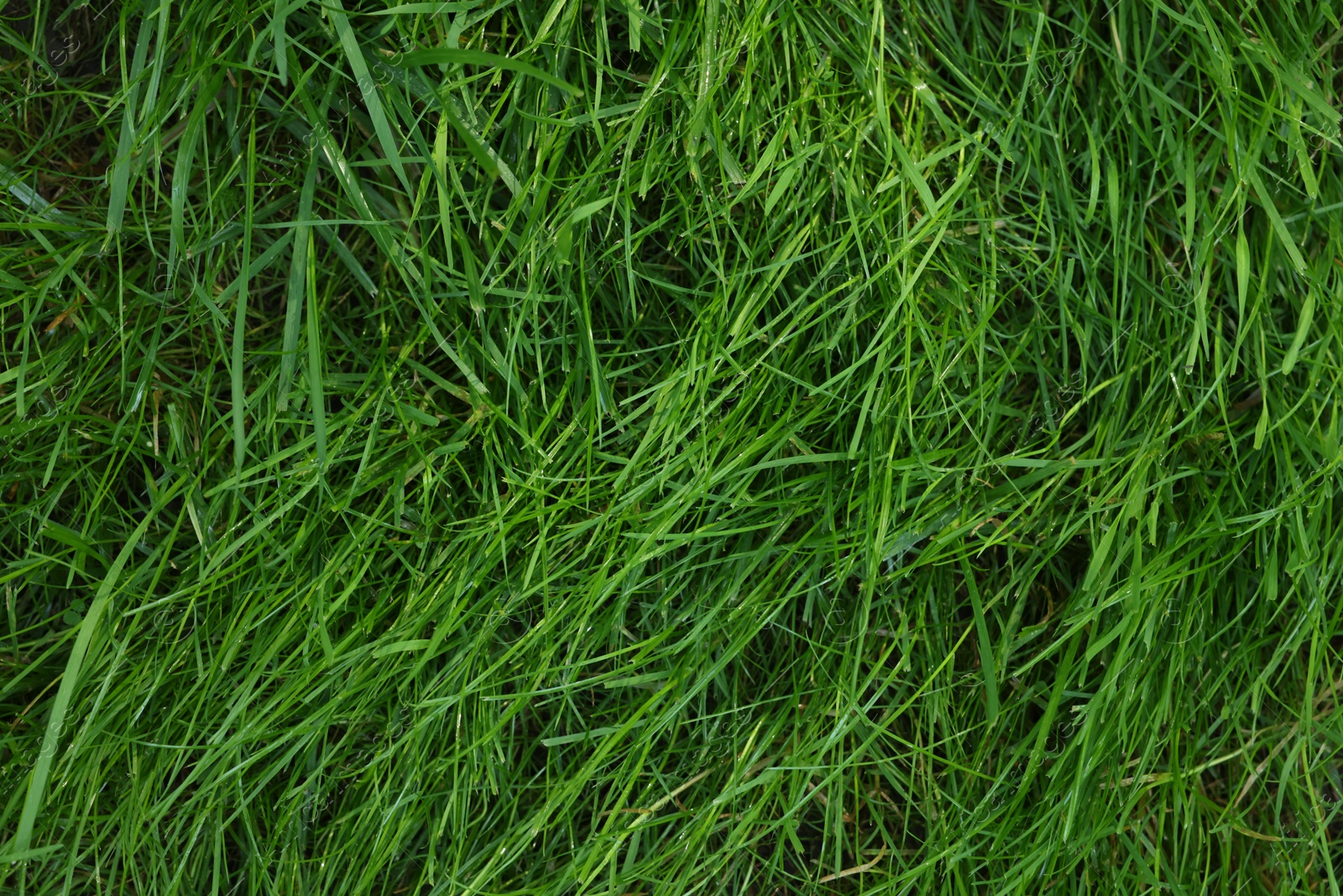 Photo of Fresh green grass as background, top view