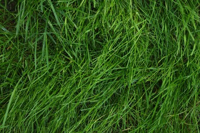 Fresh green grass as background, top view