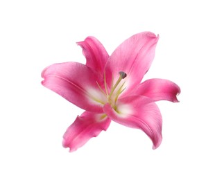 Photo of Beautiful pink lily flower isolated on white