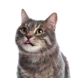 Cute gray tabby cat on white background. Lovely pet