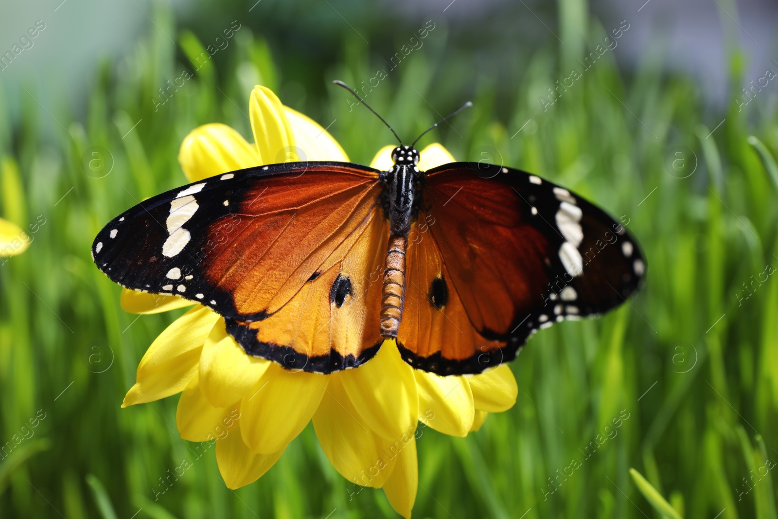 Photo of Beautiful painted lady butterfly on flower in garden, closeup