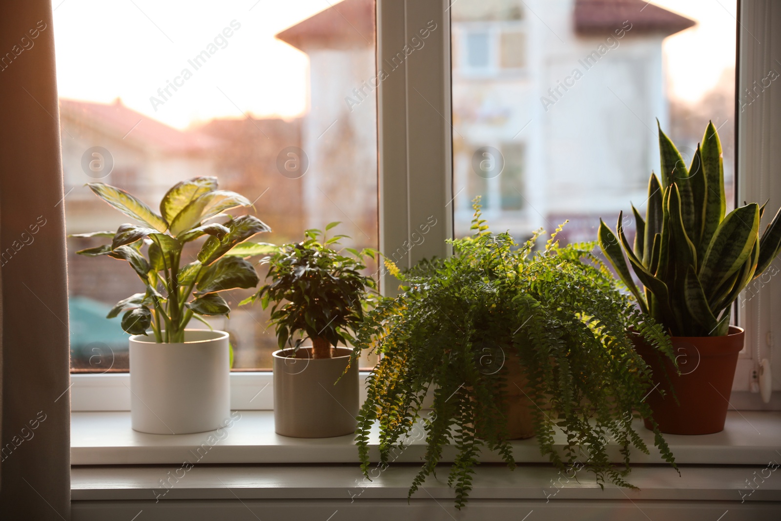 Photo of Different potted plants on window sill at home