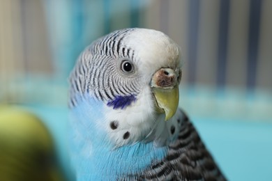 Photo of Beautiful light blue parrot in cage, closeup. Exotic pet