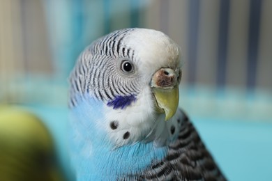 Beautiful light blue parrot in cage, closeup. Exotic pet