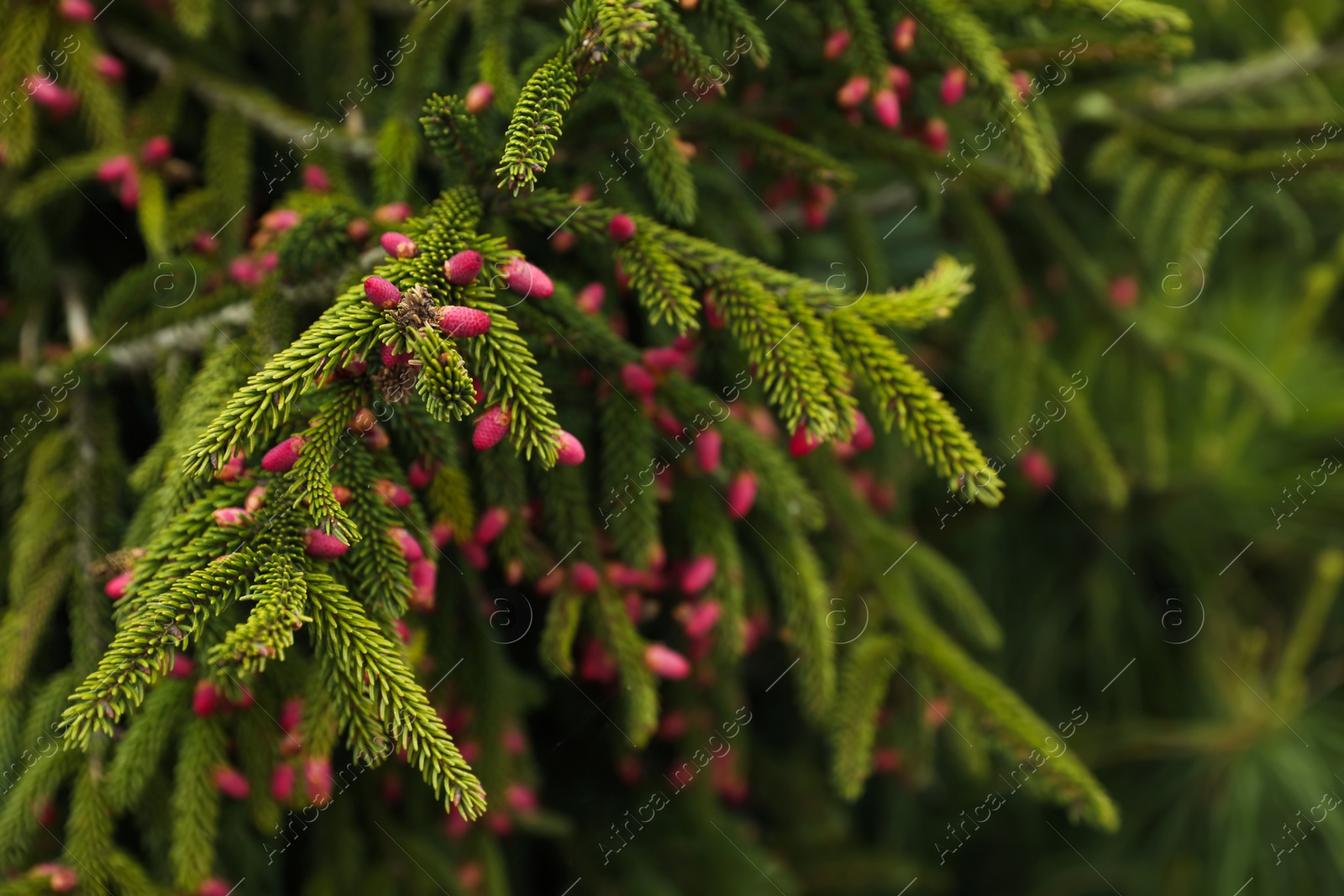 Photo of Closeup view of beautiful conifer tree with pink cones