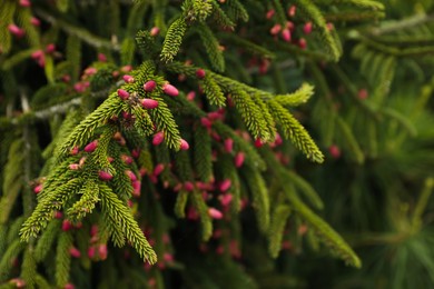 Photo of Closeup view of beautiful conifer tree with pink cones