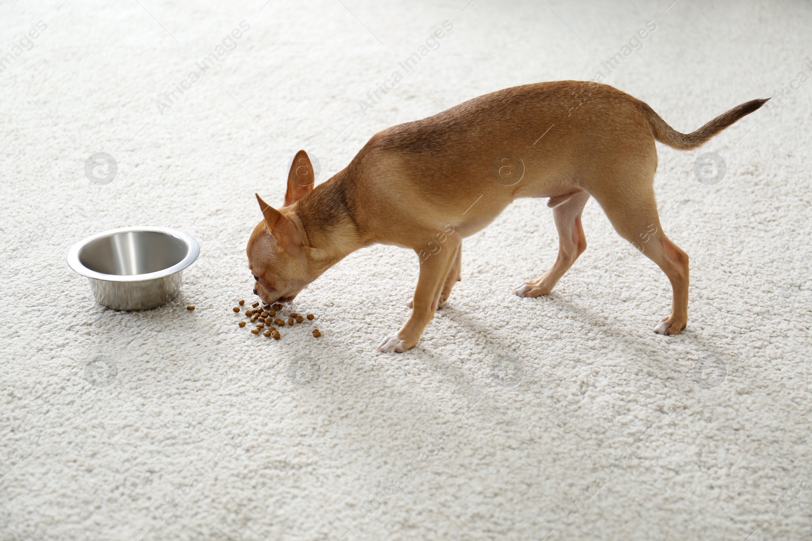 Photo of Adorable Chihuahua dog near feeding bowl on carpet indoors