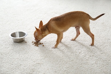 Photo of Adorable Chihuahua dog near feeding bowl on carpet indoors