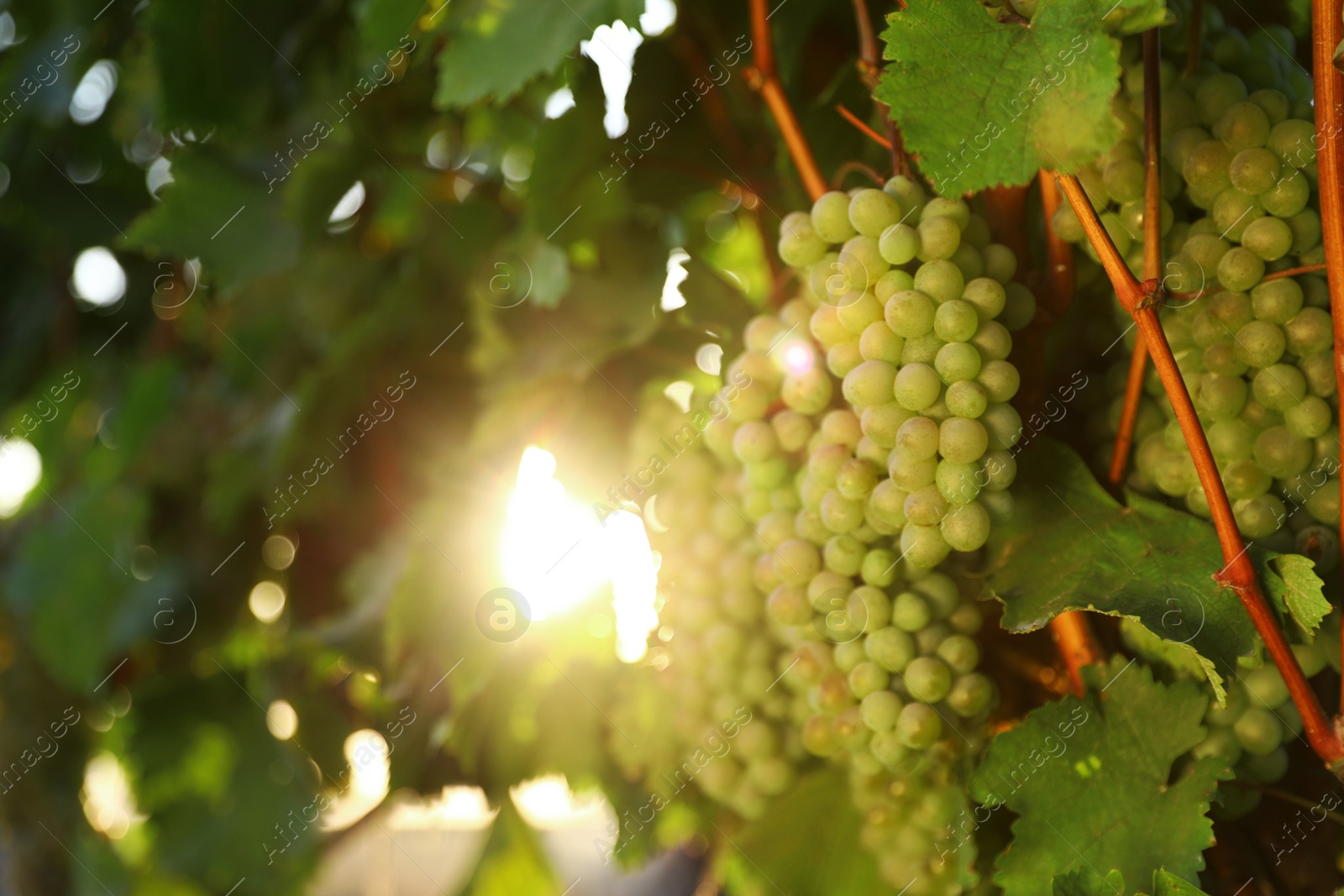 Photo of Fresh ripe juicy grapes growing in vineyard