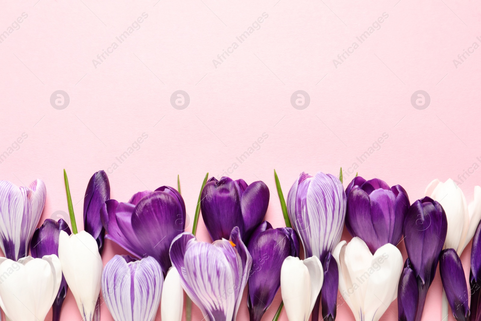 Photo of Flat lay composition with spring crocus flowers on color background, space for text