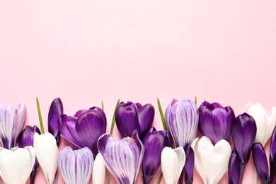 Photo of Flat lay composition with spring crocus flowers on color background, space for text