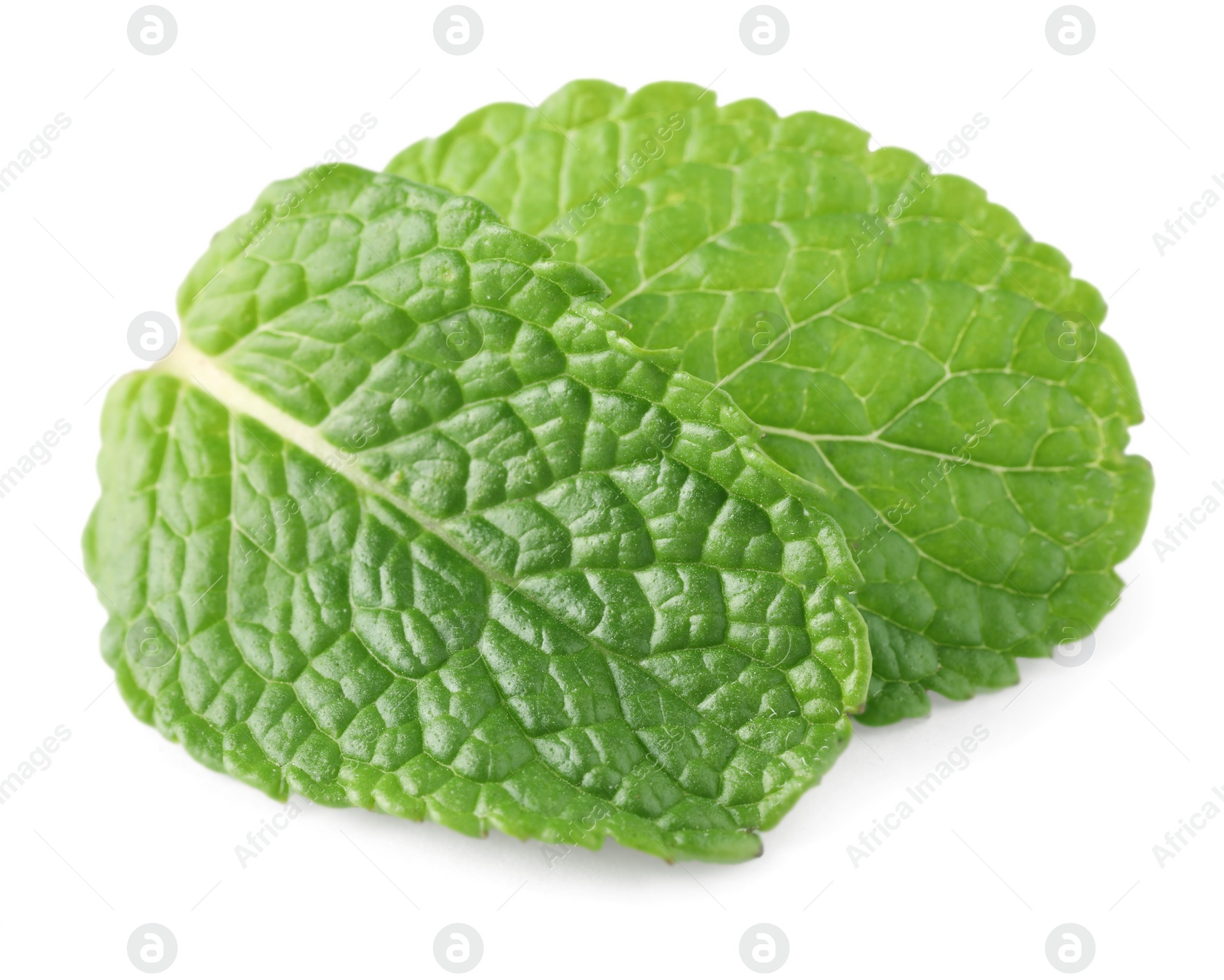 Photo of Fresh green mint leaves isolated on white