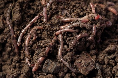 Photo of Many earthworms in wet soil, closeup view