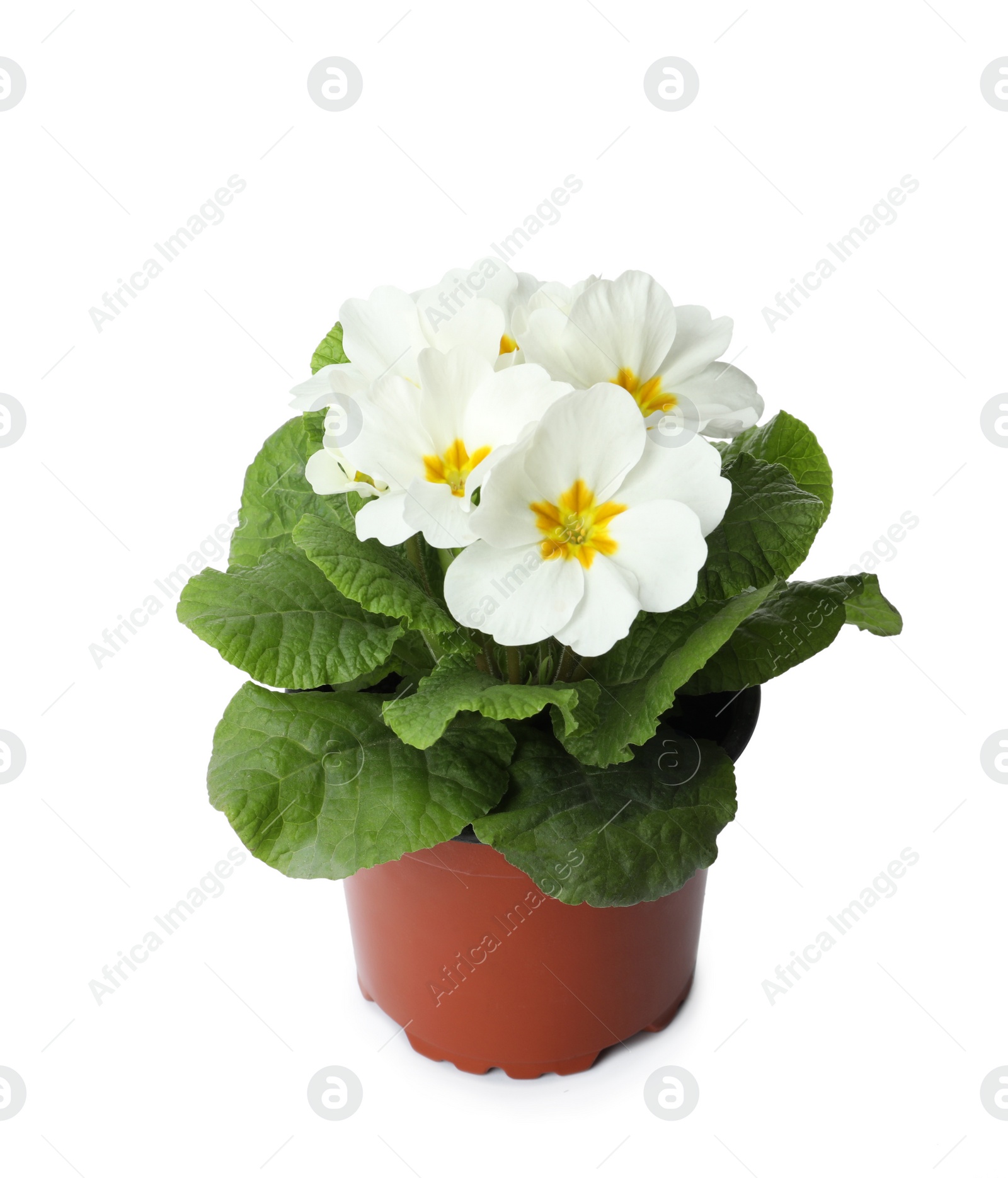 Photo of Primula (primrose) plant with beautiful flowers isolated on white. Spring blossom