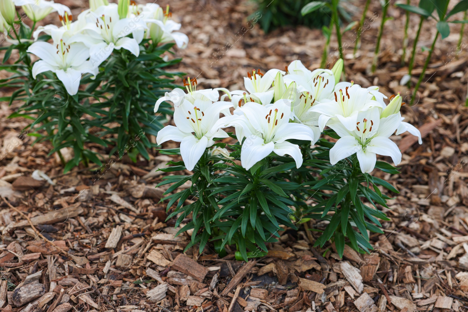 Photo of Beautiful blooming lily flowers growing in garden. Spring season