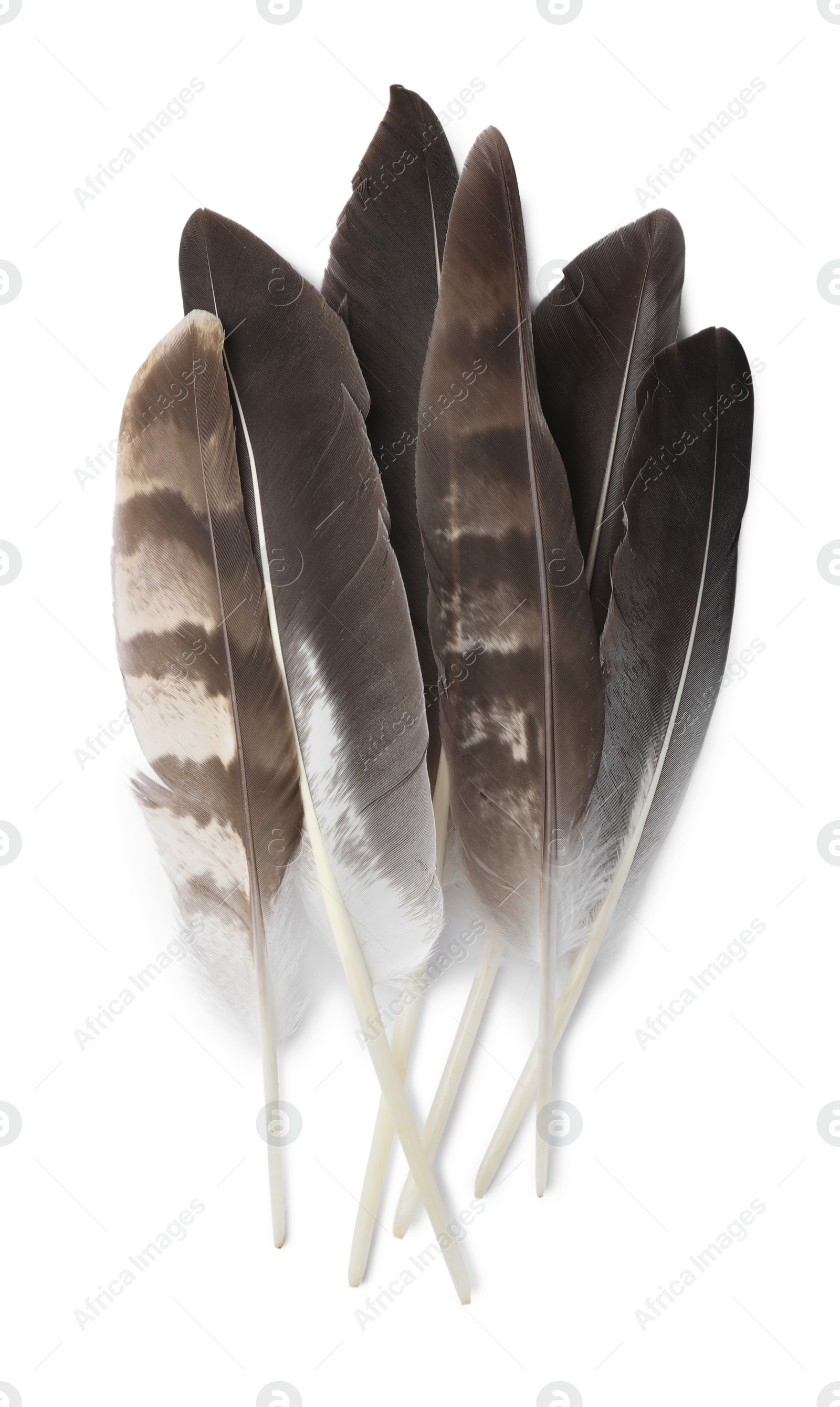 Photo of Many beautiful bird feathers isolated on white, top view