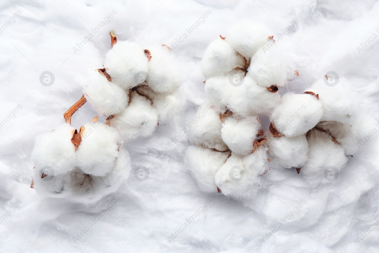 Photo of Soft flowers on clean cotton, top view