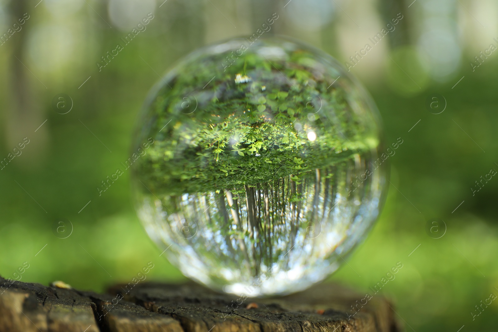 Photo of Beautiful green trees outdoors, overturned reflection. Crystal ball on stump in forest