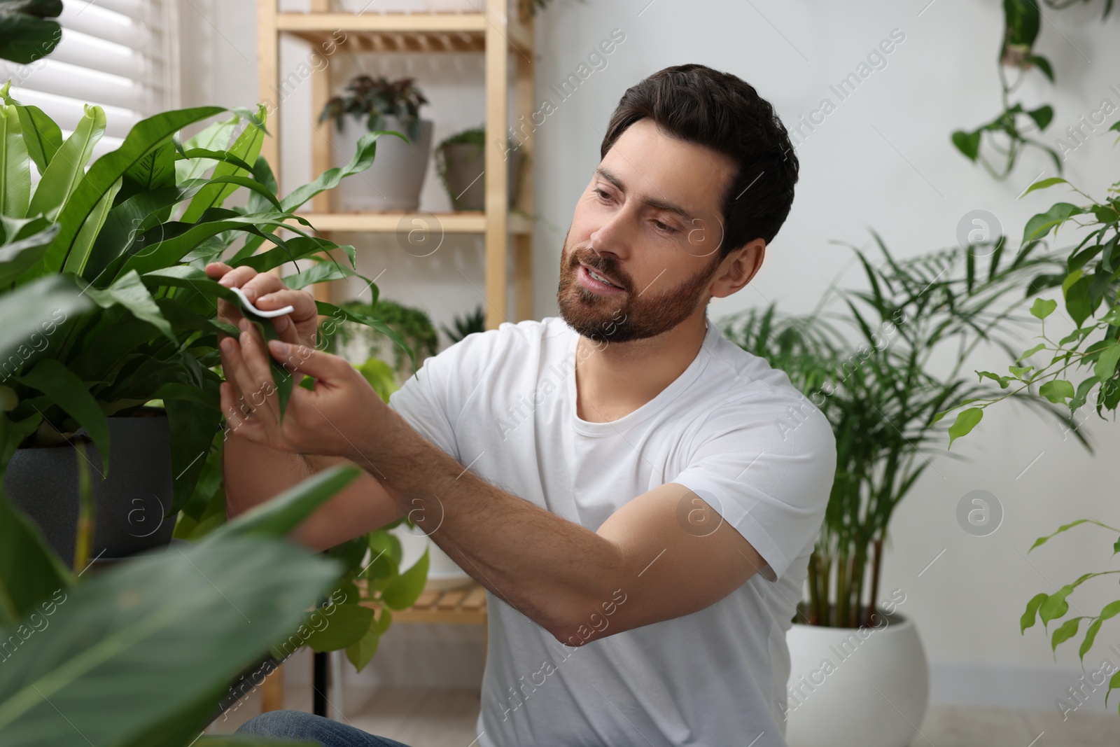 Photo of Man wiping leaves of beautiful potted houseplants indoors