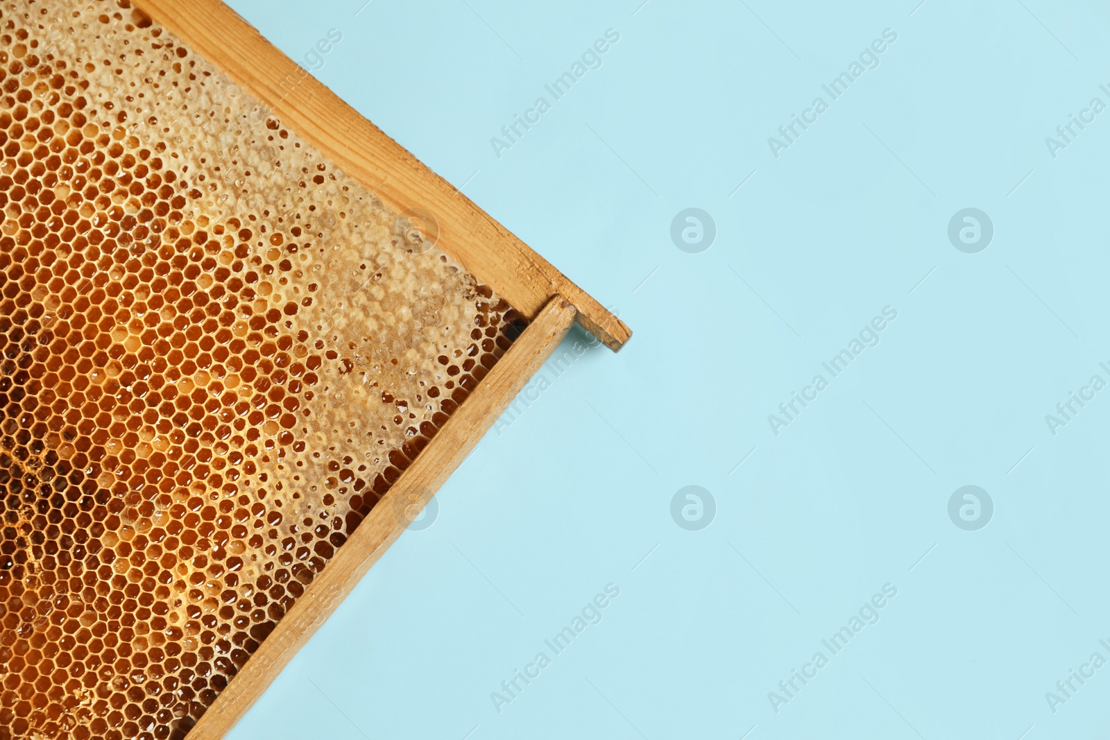 Photo of Honeycomb frame on light blue background, top view with space for text. Beekeeping