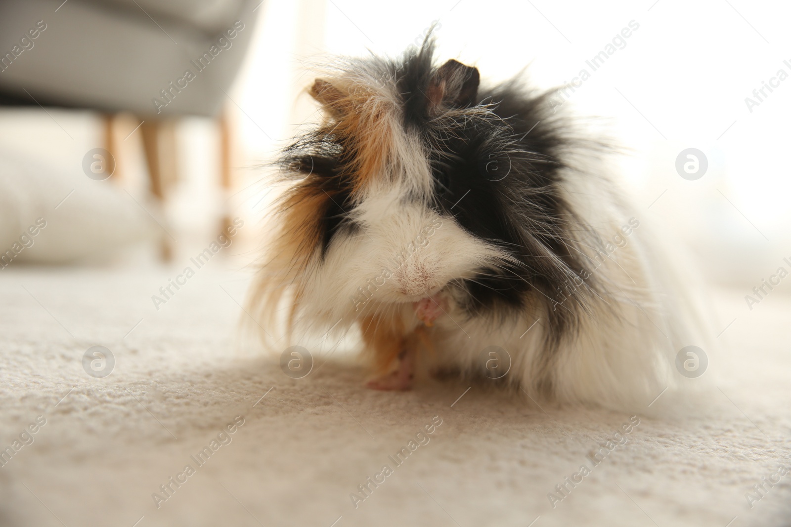 Photo of Adorable guinea pig on floor indoors. Lovely pet