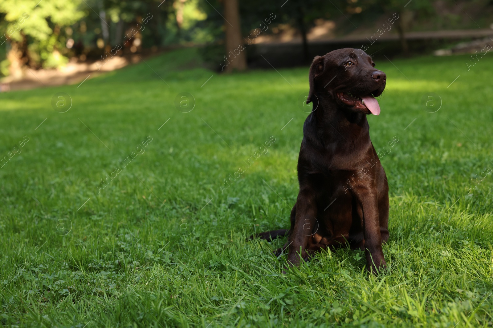 Photo of Adorable Labrador Retriever dog sitting on green grass in park, space for text