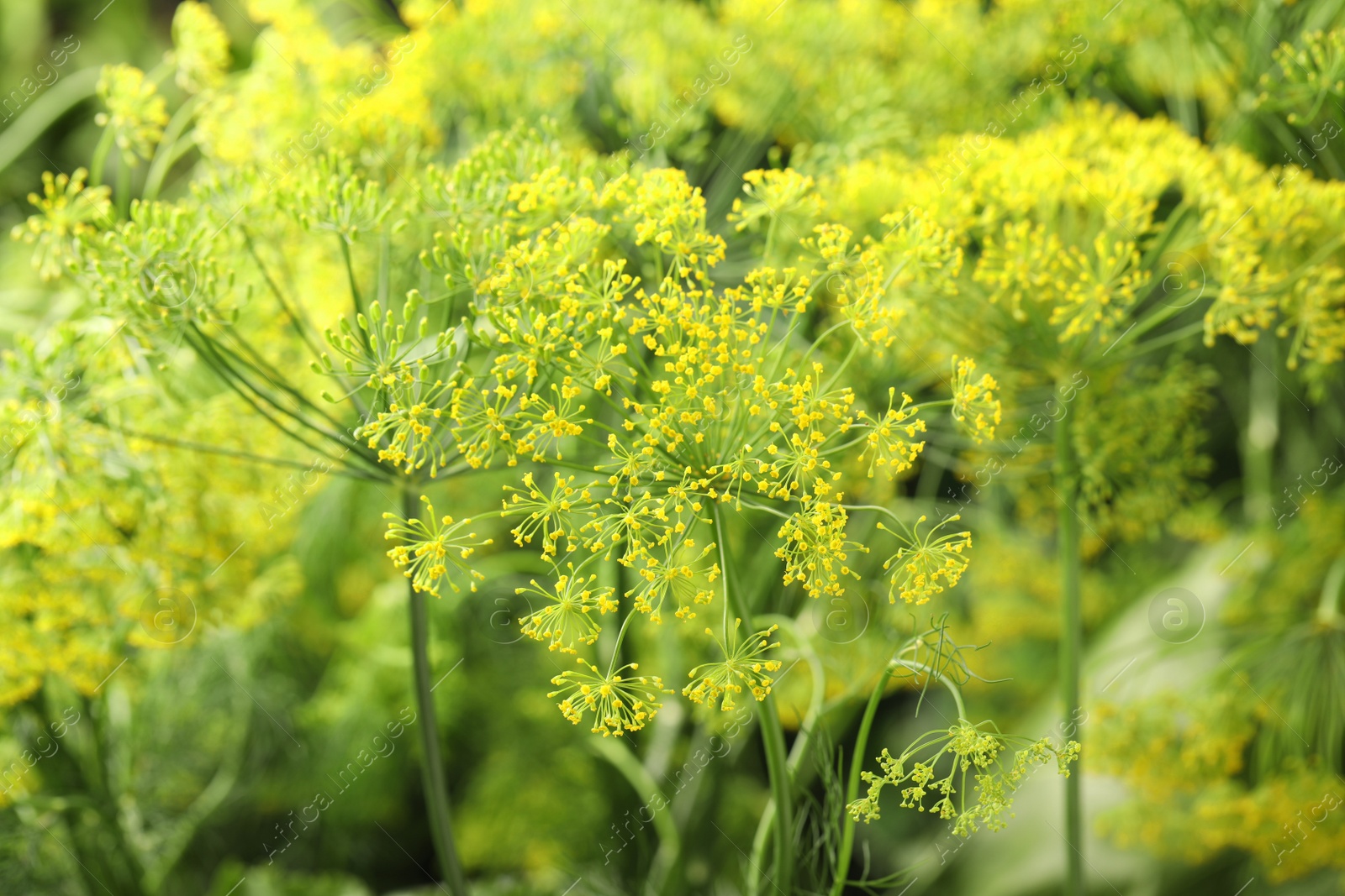 Photo of Fresh green dill flowers on blurred background, closeup