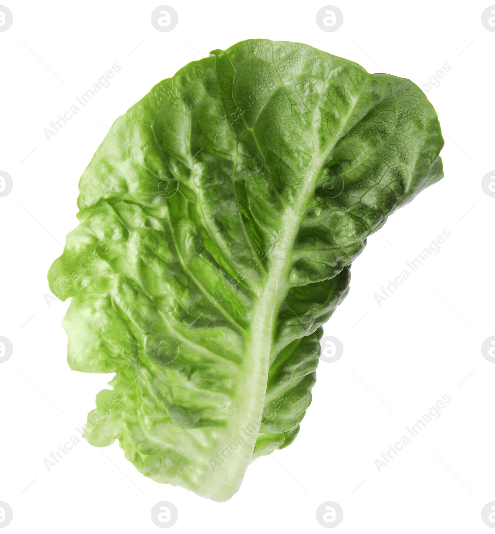 Photo of Fresh leaf of green romaine lettuce isolated on white